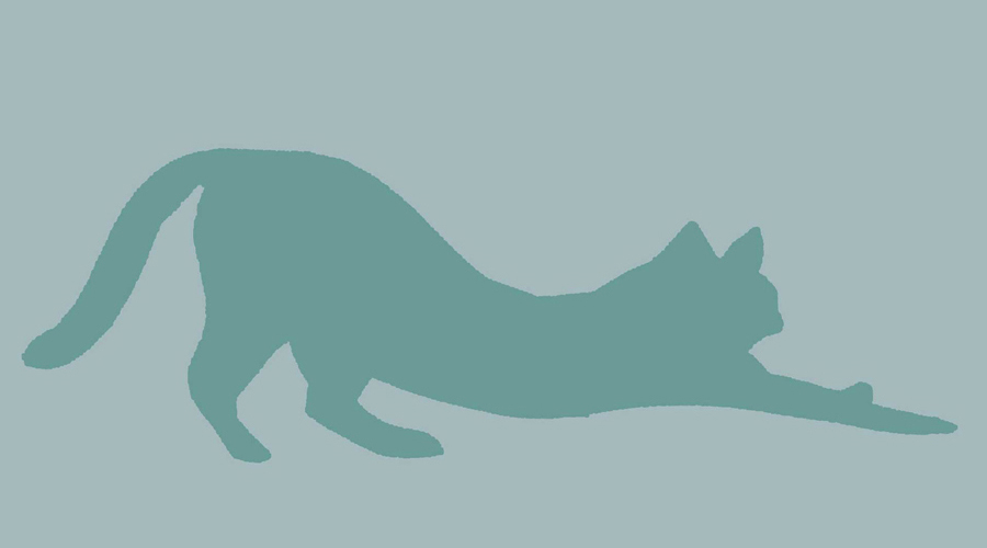 Angebot Katze in Dehnung – Beweglichkeit und Spannungsregulation in der Körpertherapie Basel